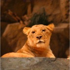 The Lion Habitat, MGM Grand