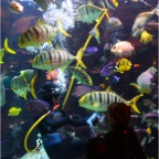Fish-feeding time at Caesars Palace aquarium