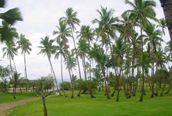 Palm trees near the Coral Coast
