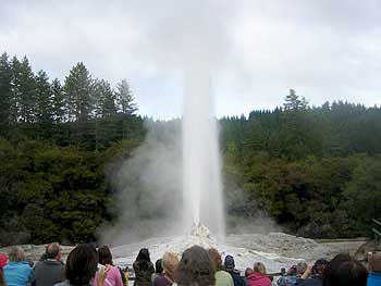 Lady Knox geyser erupting at Wai-O-Tapu Thermal Wonderland.