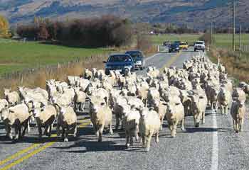 The Art Gallery has arrived!!! Sheep-on-road