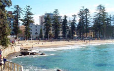 Pine trees line the beach at Manly