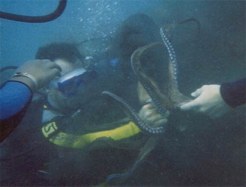 Our group of divers finding an octopus with an over-active ink-squirter!