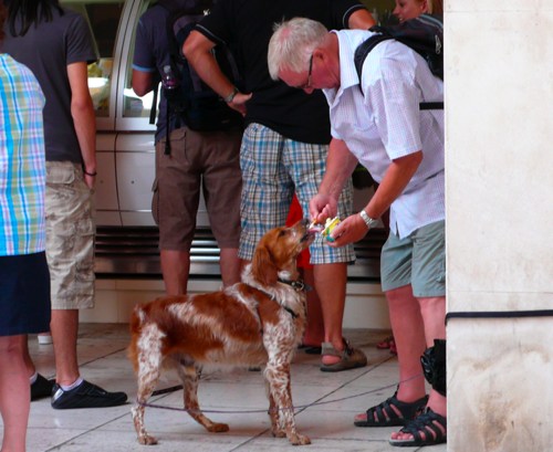 Dog eating ice cream in Zadar