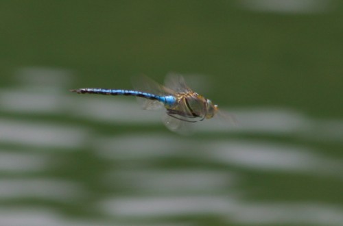 Dragonfly, Plitvice Lakes
