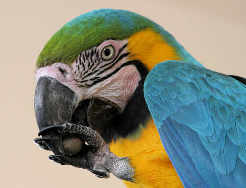 Macaw close-up
