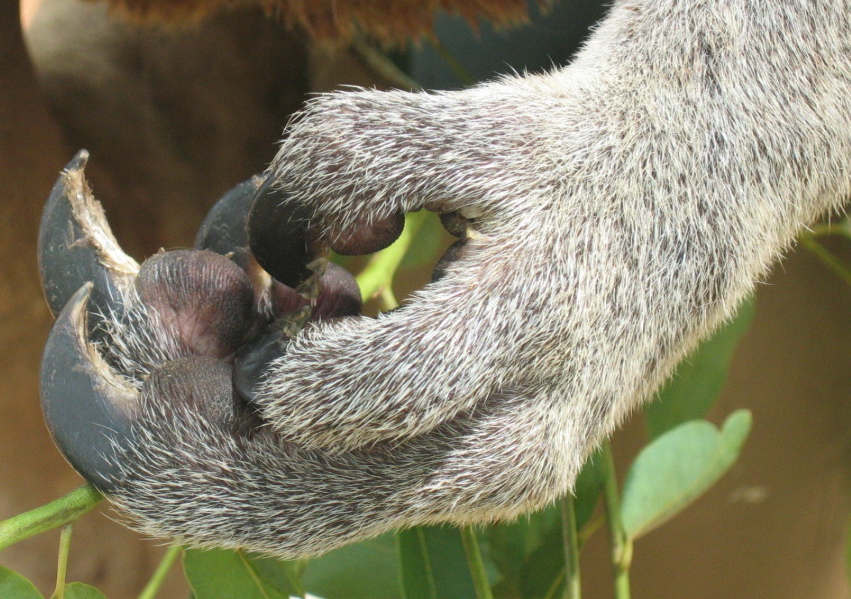 Koala claw, Billabong Animal Sanctuary, Queensland