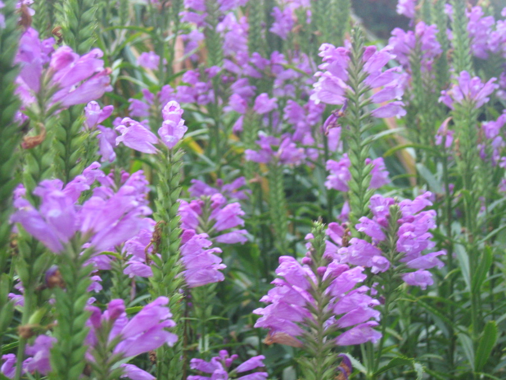 Purple flowers at Botanic Gardens