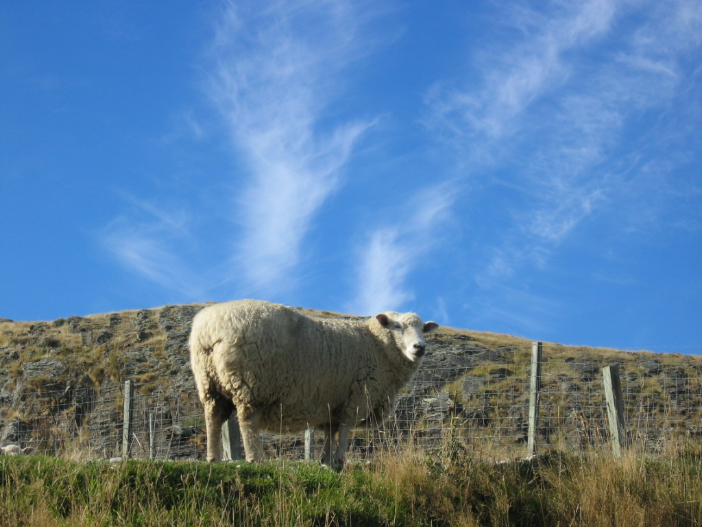 The sheep at Deer Park Heights, Queenstown, New Zealand's South Island