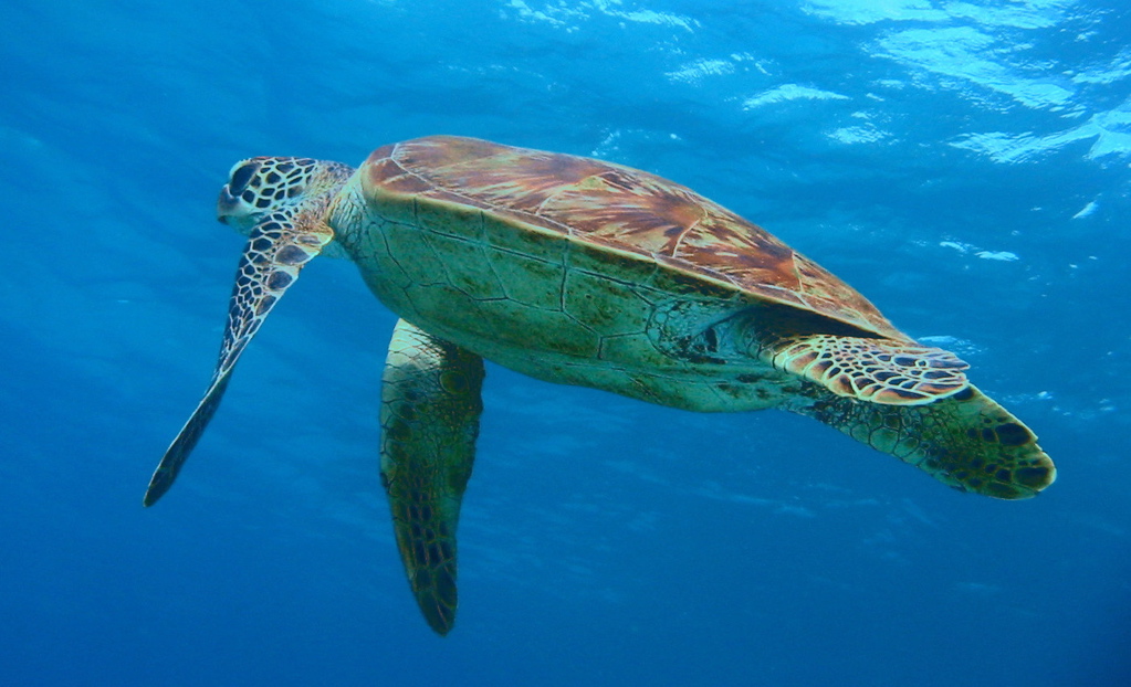 Turtle in the Great Barrier Reef, Queensland