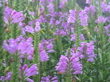 Purple flowers at Botanic Gardens
