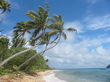 Naviti Island palm trees