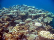 Coral, Great Barrier Reef, Queensland