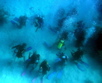Divers at the bottom of Great Barrier Reef, Queensland