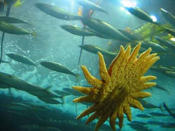 Starfish inside San Francisco aquarium