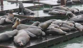 The sealions of Pier 39