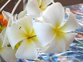 Frangipani flowers.