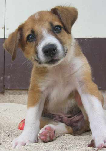 Meti, the pup at Sunrise resort