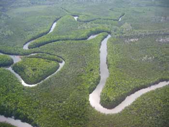 A Creek in Daintree