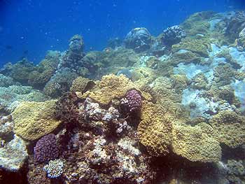 Coral at Thetford Reef