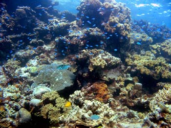 Coral reef, Great Barrier Reef