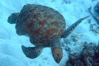 Turtle with a large bite mark in its side.