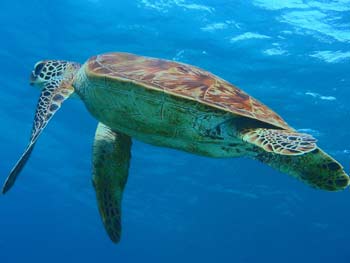 Turtle ascending at the Great Barrier Reef.