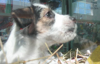 The Jack Russell pup in the pet store.