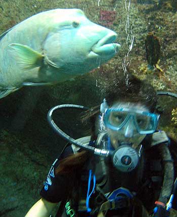 Manda and the Maori Wrasse.