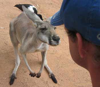 Ian staring out the roos.