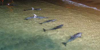 Dolphins await their food at Moreton Island.