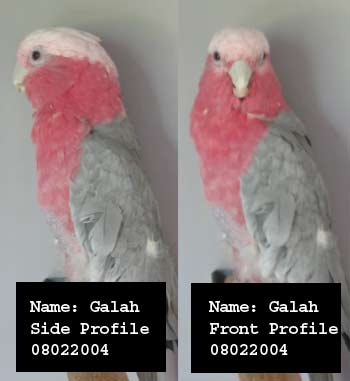 Flamin' galah.