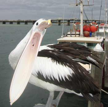 A close-up of a pelican's tonsils.