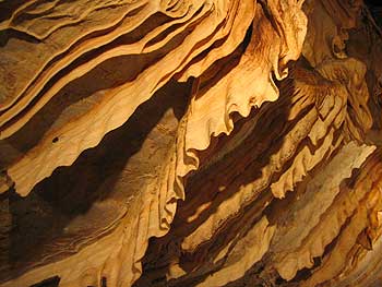 'Shawls', as they are known, lining the underside of a rock inside Imperial Cave.