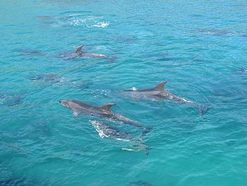 The dolphin pod - about 30 in total.