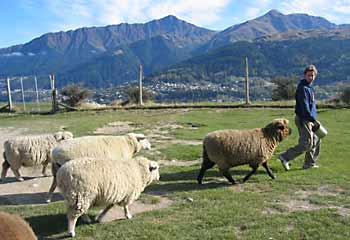 Ian teasing the sheep.