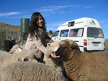 Manda feeding the sheep.