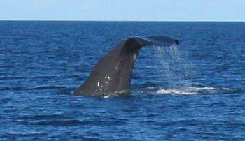 A sperm whale dives into the depths, raising its tail out of the water as it does so.