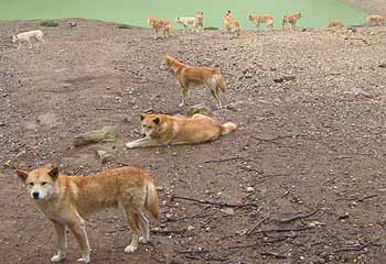 Dingoes gather around a pool.