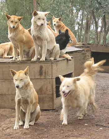 More dingoes