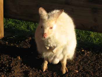 Albino Wallaby