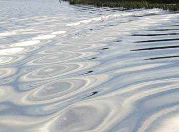 Chrome-like reflections on the Gordon River.