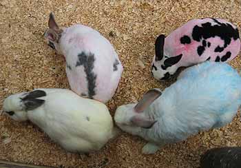 Multi-coloured rabbits.