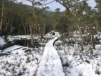 Mt Cradle boardwalk.