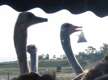 An emu with a bag of food, just about to swallow it whole.