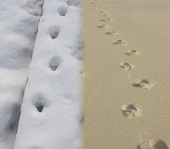 Footprints in the snow and the sand.