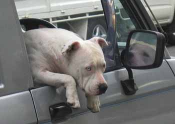 A dog hangs lazily out of a car window.