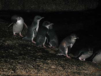 Penguins come ashore at Bicheno.