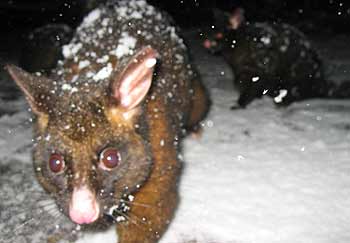 A snowy possum!
