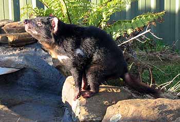 The Tasmanian Devil.